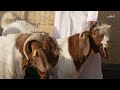 استيراد سلالات نادرة لتحسين الحلال وتطوير الإنتاج في قطر | مراح