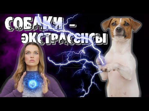 &#55357;&#56622; КАК ОНИ ЭТО ЧУВСТВУЮТ??! | СОБАКИ МОГУТ ПРЕДВИДЕТЬ БУДУЩЕЕ??!!