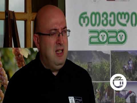 კახეთში რთველი დაიწყო