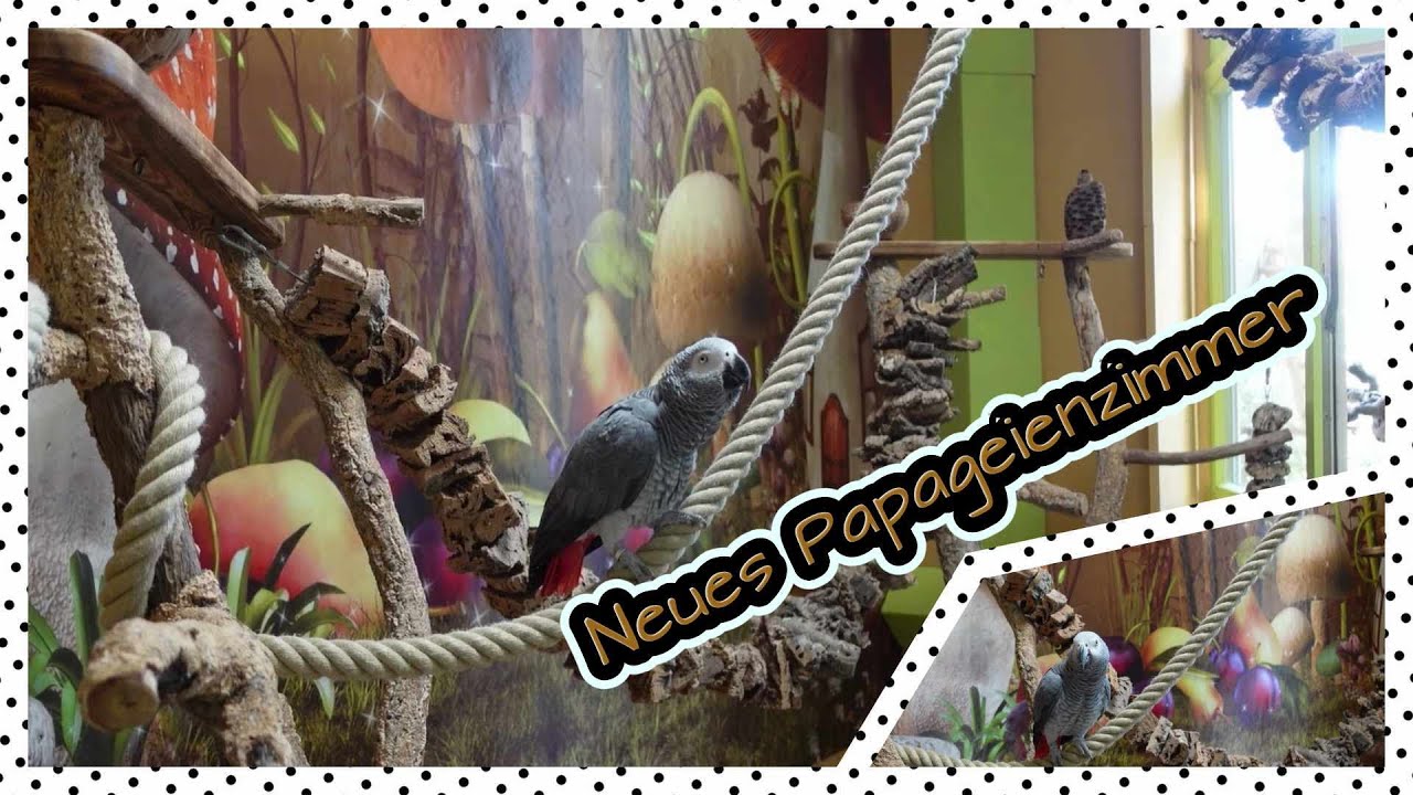 Neues Papageienzimmer