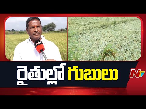 AP: రైతులను కలవరపెడుతున్న తుఫాన్ హెచ్చరిక | NTV Telugu - NTVTELUGU