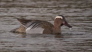 Drake GARGANEY at PUXTON MARSH