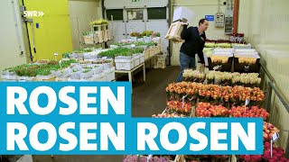 Wie zwei Brüder 30.000 Rosen am Tag ernten und verkaufen