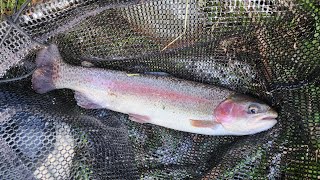 17 Trout Landed In Small Stream Featuring Blake