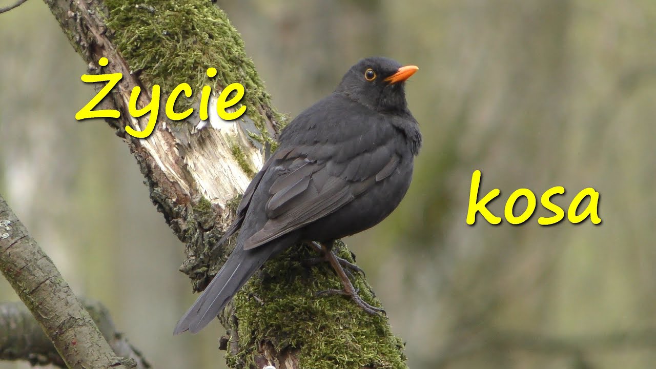 Życie leśnego kosa Turdus merula w okresie lęgowym