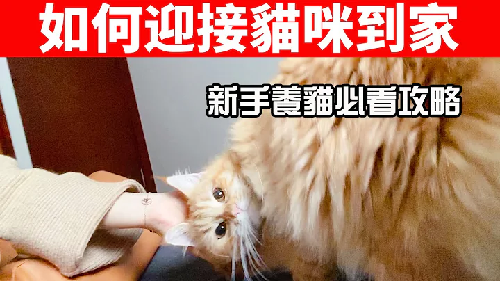 新手养猫，需要准备什么？如何迎接一只小猫咪到家？【养猫必看EP36】 - 天天要闻