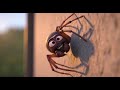 The Itsy Bitsy Spider