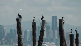 Cormorants Sunning