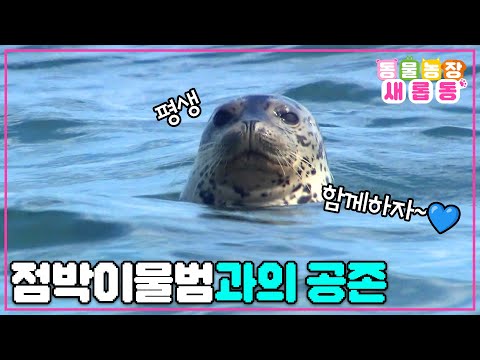 [#새롭동물농장] 따뜻하고 아름다운 공존🥰 봄 손님 점박이물범과 함께 살아가기 위한 백령도 주민들의 노력🤗 / EP.1183 #TV동물농장 #AnimalFarm #SBSstory