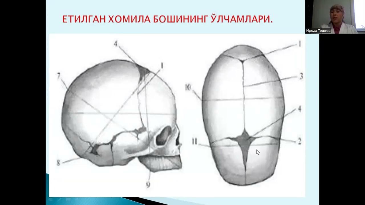 Chet el jinsiy aloqa video Qizillar va eshakdagi jingalak sochli ayollar bilan porno videolar