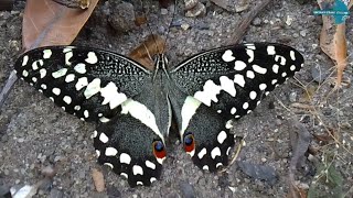 Kipepeo Na Hatua Zake Za Ukuaji Metamorphosis