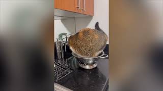 Paulines Spinach Cheese Filas