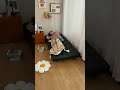 🏡小さな部屋でも自由にくつろげる！軽量コンパクトで変形自在の単身用ソファベッド #tiaro #sofa #livingroom #sofabed