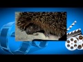 Ежик тарахтит. Funny animals. Смешные животные