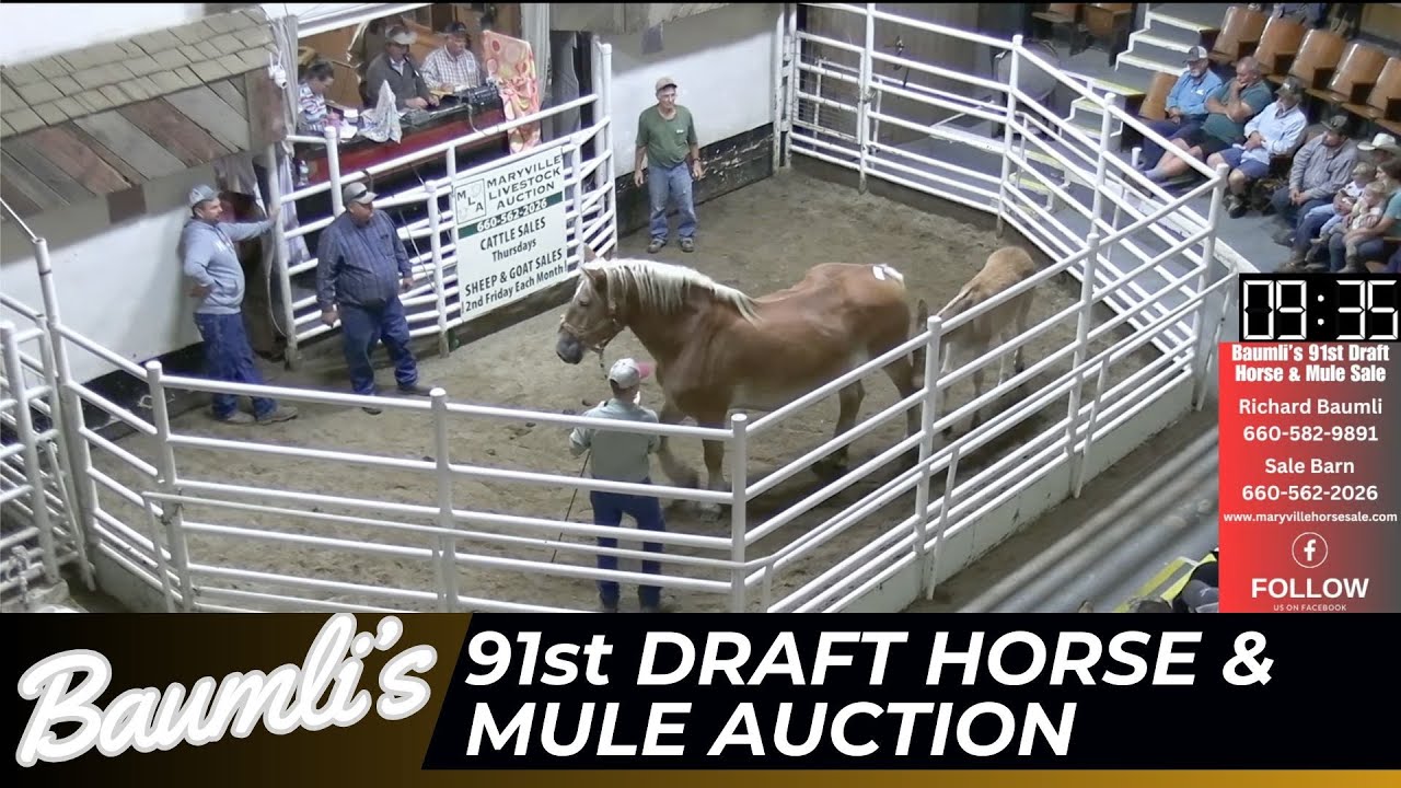 9/28/2024 -Baumli's 91st Draft Horse and Mule Sale