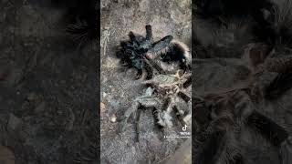 Costa Rican curly haired tarantula moulting