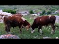 çandır dağı-Kırkısrak/SARIZ#sarız#kayseri#dallıkavak#binboğa