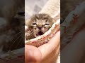 かわいい鳴き声の子猫【ASMR】【赤ちゃん猫　保護猫】