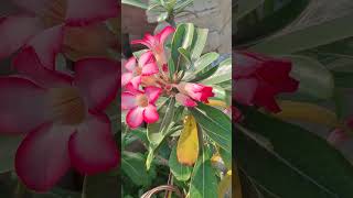 Kyu Hai Ye Plant Gardeners Ka Fvrt ?#greenworld #balconygarden #adenium #gardening #trendingshorts