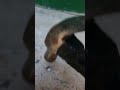 Qual o material da bolinha?!