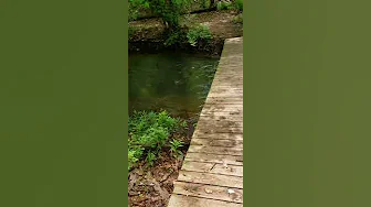 Juday Creek Rainbow Trout stocking 2019 Izaak Walton thumbnail