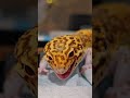 THIS HAPPENED SO FAST #Shorts #gecko #oddlysatisfying