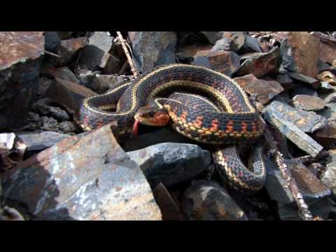 snake-:-a-short-documentary-in-(-urdu-/-hindi-)-full-hd-वृत्तचित्र-फिल्म-/دستاویزی-فلم