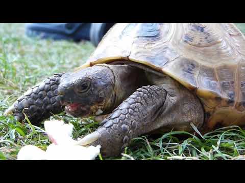 Vídeo: Tartaruga-oliva: aparência, estilo de vida e população animal