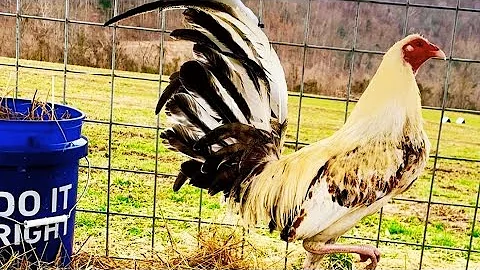 CLEAR CREEK FARM || nice and beautiful farm owned ...