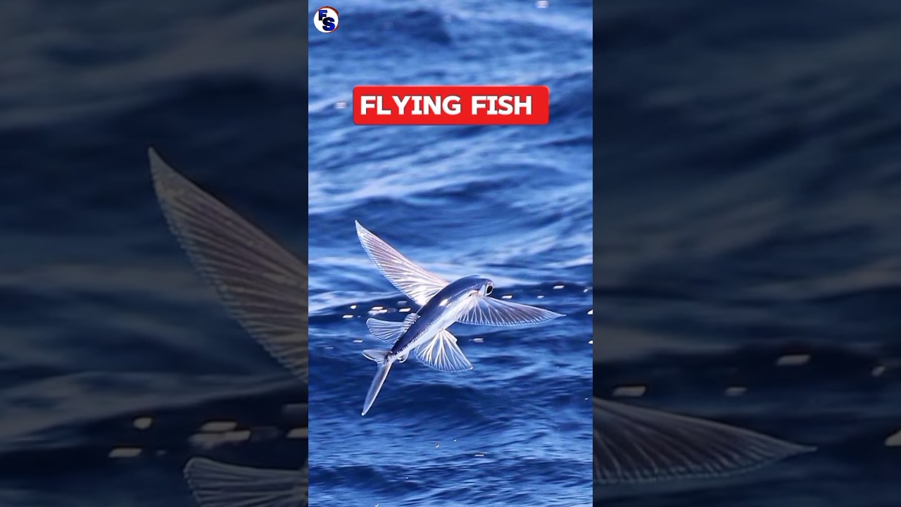 Flying fish 😱 #facts #shorts