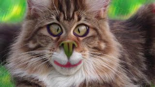 😹Beste Lustige Katzenvideos zum Totlachen 2021|Süße Katzen|Versuch nicht zu lachen Extrem Schwer #43