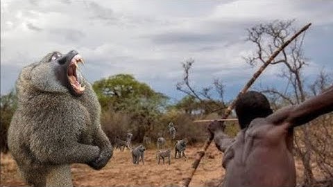 SEE HOW HADZABE TRIBE SUCCESSFUL HUNT AND COOK THEIR PREY/TRADITION