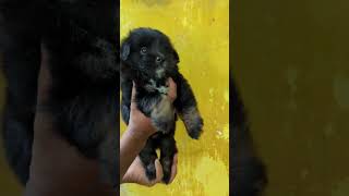 Adorable Tibetan Terrier: The Epitome of Cuteness! #terrier  #tibetanterrier  #puppy #puppylove