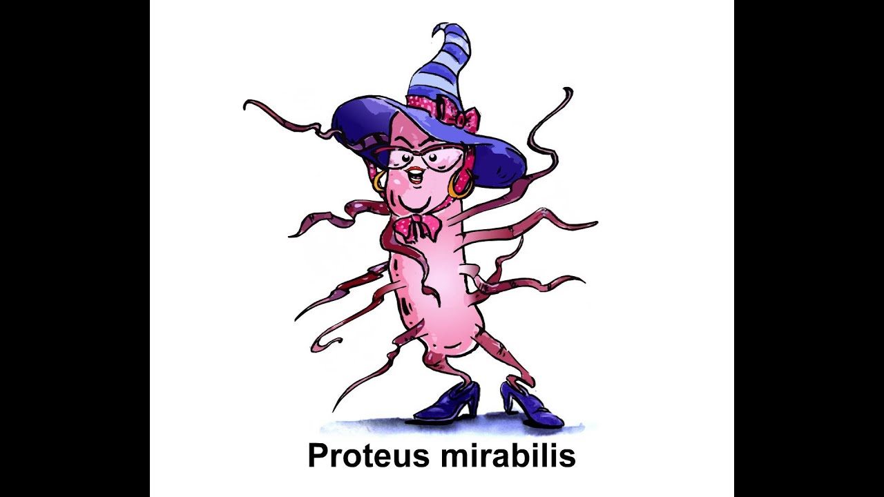 Proteus mirabilis - YouTube
