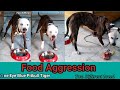 Pitbull food aggression  aggressive pitbull tiger  feeding raw chicken twodiffrentbreed