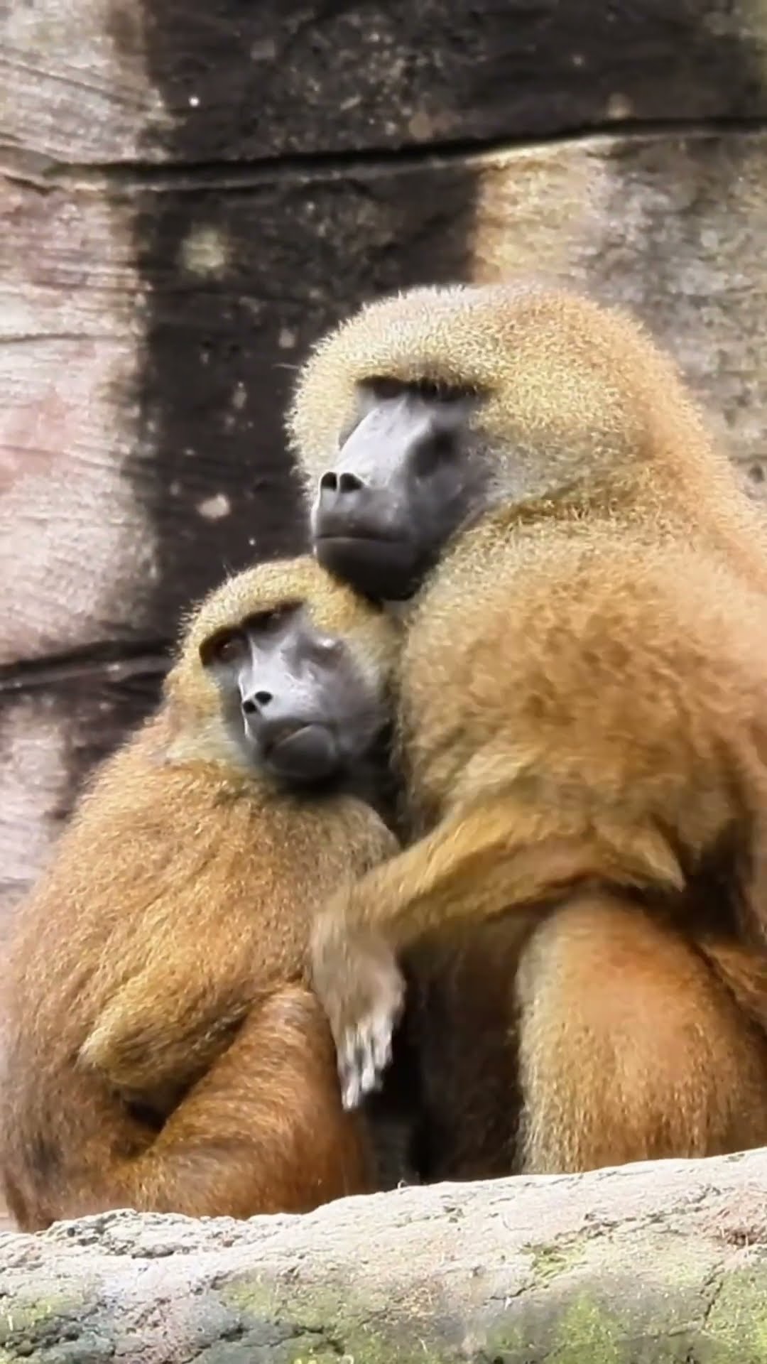 Monkey Couple