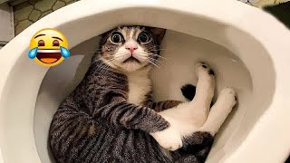 Best Funny Dogs and Cats Videos😺Funniest Animal videos 2024😼🐶