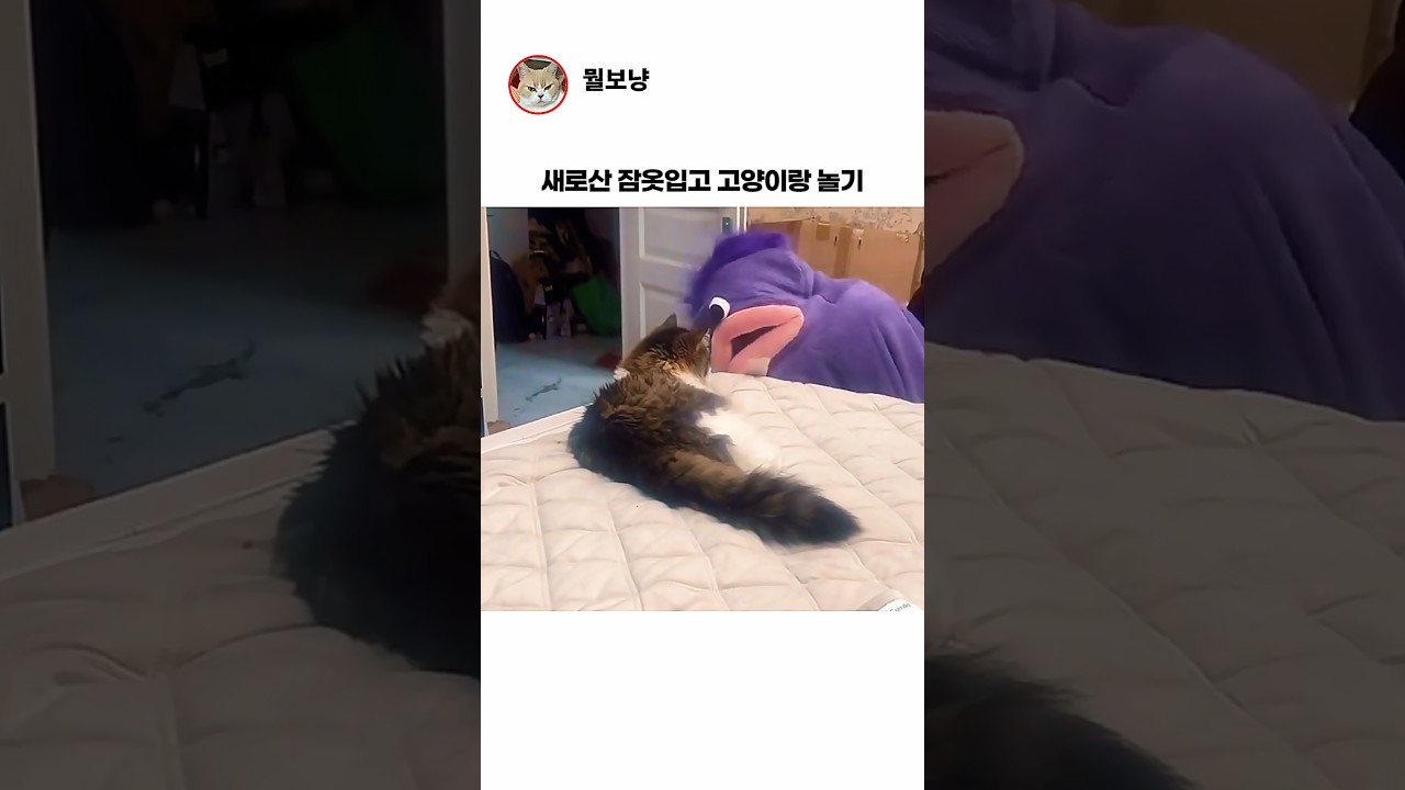 잠옷 입고 고양이랑 놀기
