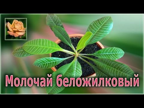 Комнатные растения. Молочай беложилковый.