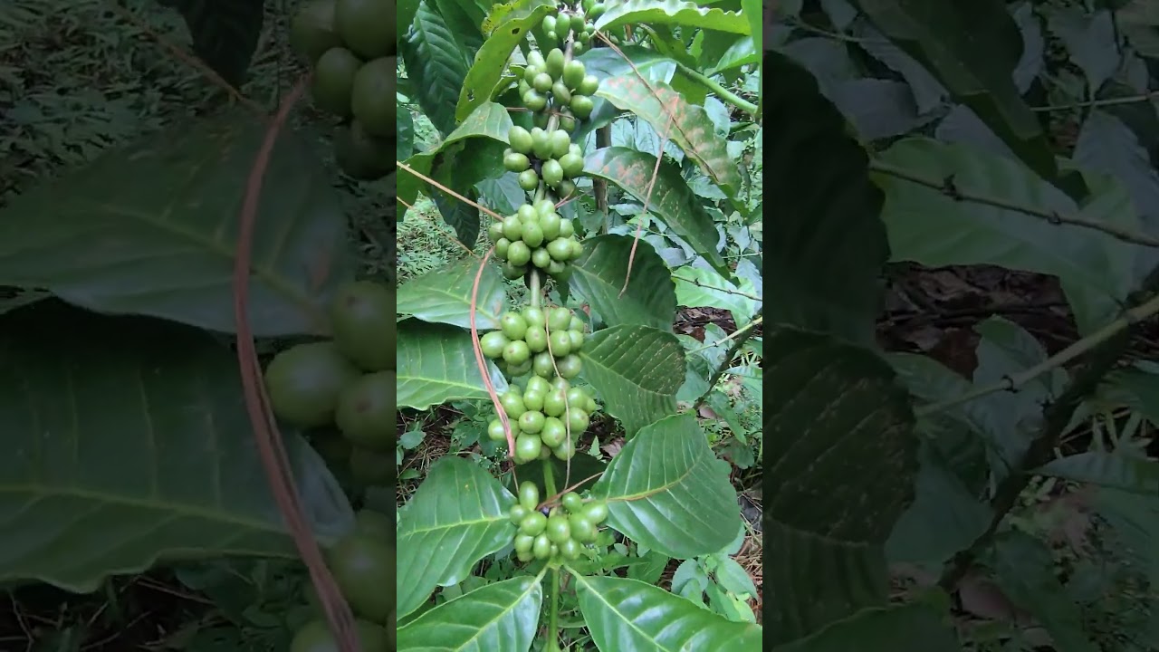 kopi robusta pesangkalan 