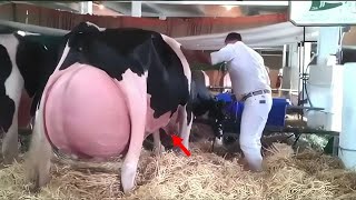 Фермер не мог перестать кричать, когда увидел, что родила корова!