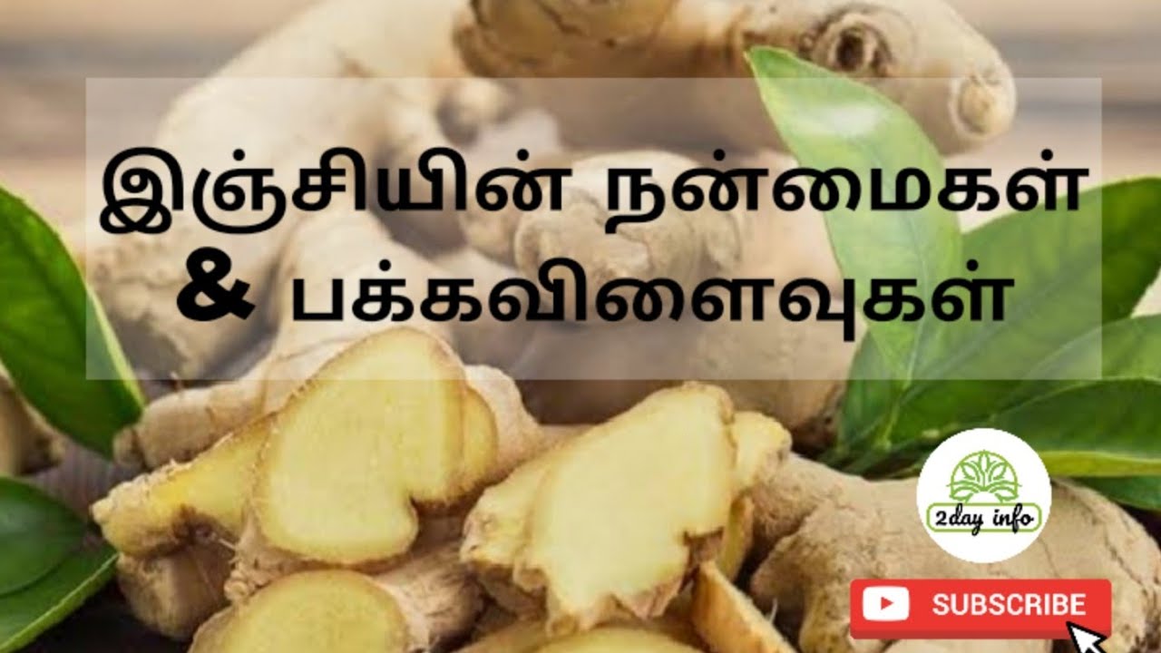 Ginger benefits and side effects in Tamil இஞ்சியின் பயன்கள் மற்றும்