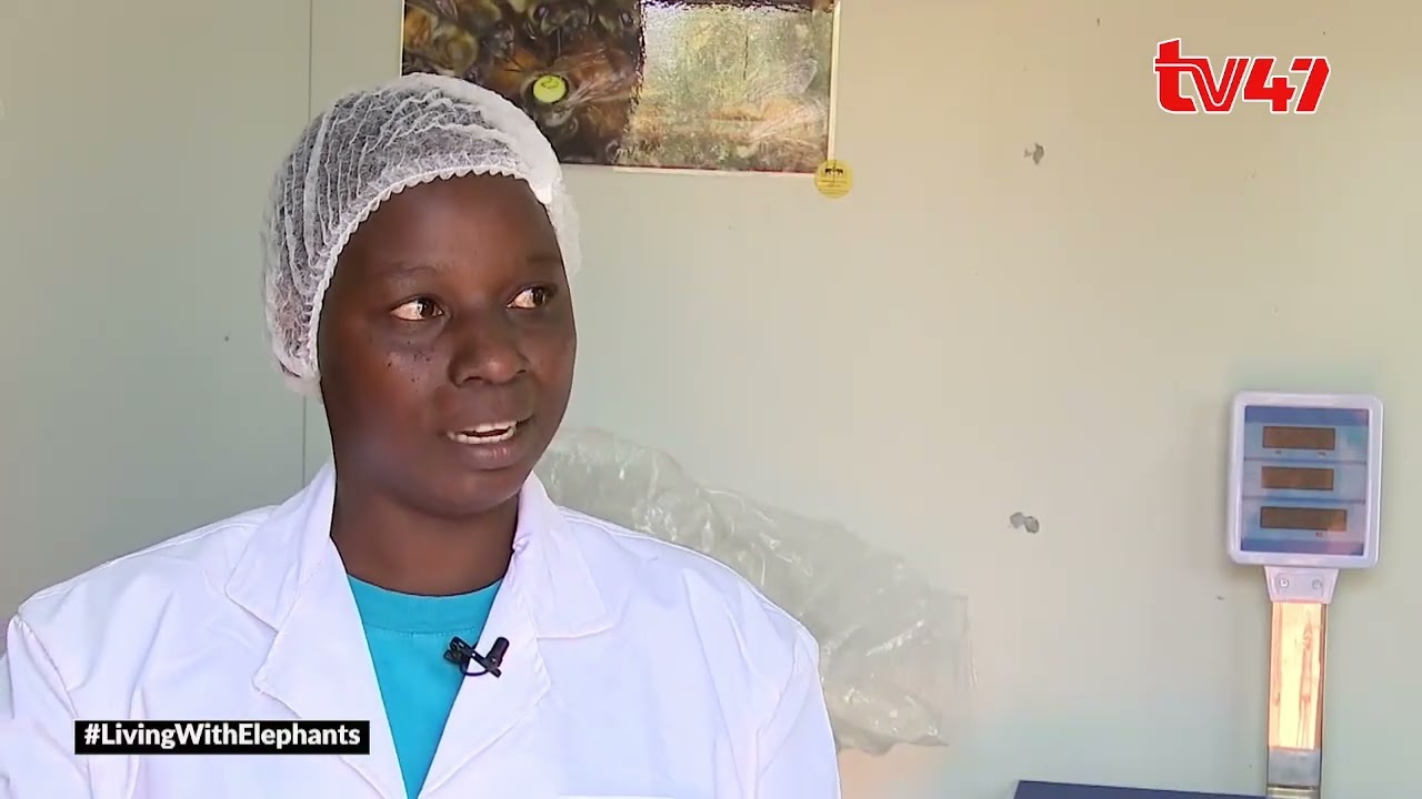 Living with elephants: How Saghalla people in Taita have devised ways of co-existing with animals