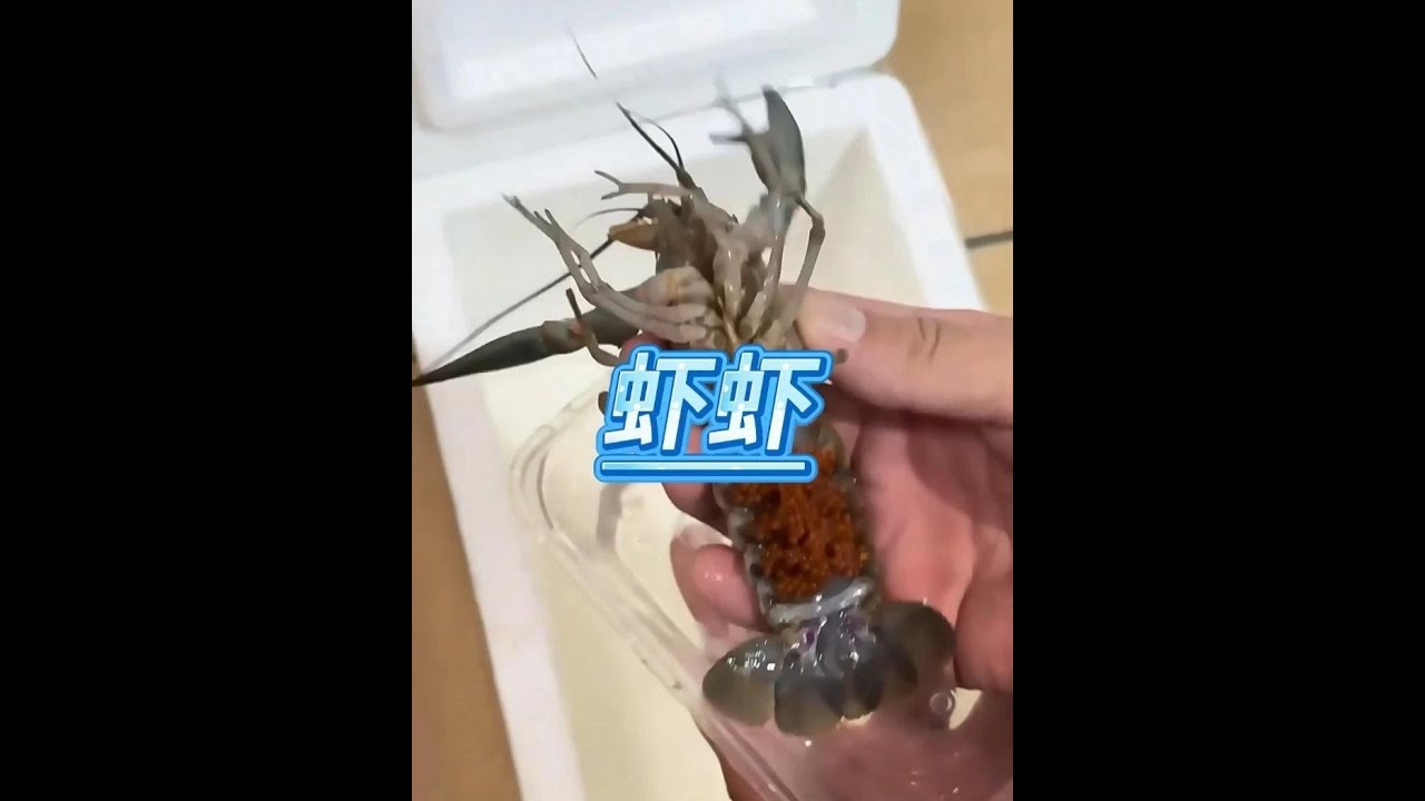 小龍蝦的故事 #動物故事 #龍蝦 #小龍蝦