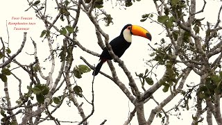 Toco Toucan Sounds Searching The Riparian Forest For Food - Ramphastos Toco Tucanuçu