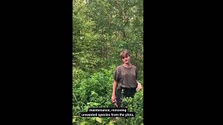 SERC Interns Explain: BiodiversiTree