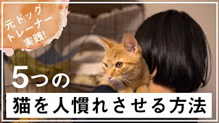 【元ドッグトレーナーが実践】人慣れしていない猫と仲良くなる、5つの方法。