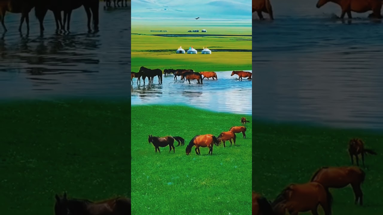 subhan Allah horse world 