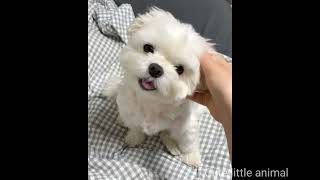 Cute dog | funny dogs | baby dogs by Love kittens 😻 17 views 1 year ago 1 minute, 31 seconds