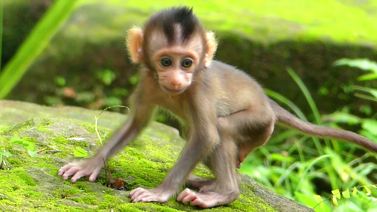 Smart BB Brady to clip new update so cutie